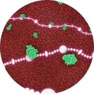 Diagram showing protecting factor VIII from clearance.