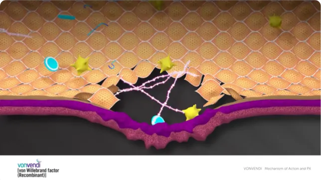 Watch VONVENDI® mechanism of action and pharmacokinetics video.