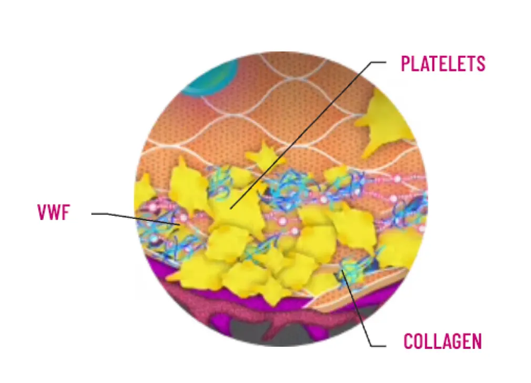 Diagram showing binding to collagen and platelets to facilitate platelet plug formation.