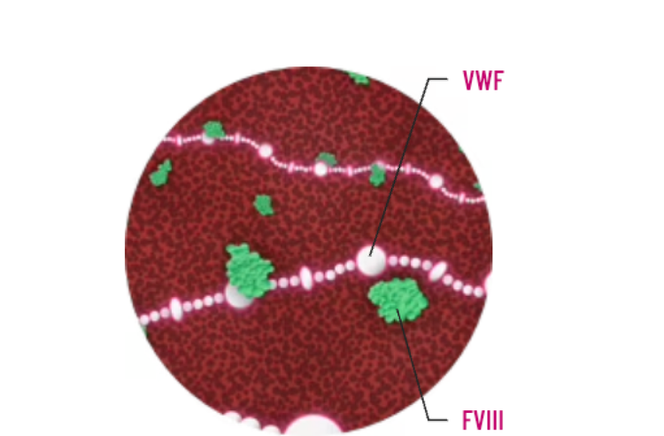 Diagram showing protecting factor VIII from clearance.