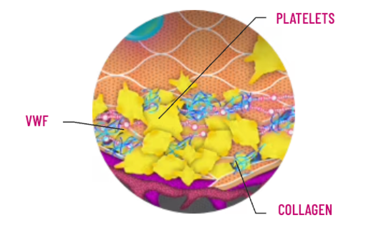 Diagram showing binding to collagen and platelets to facilitate platelet plug formation.