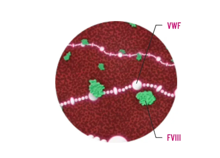 Diagram showing protecting factor VIII from clearance.